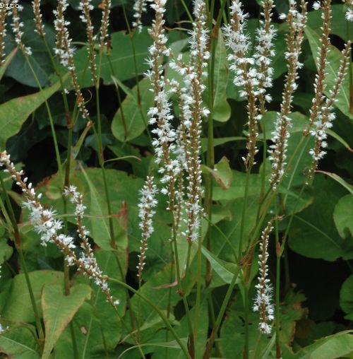 Persicaria amp. 'Alba'