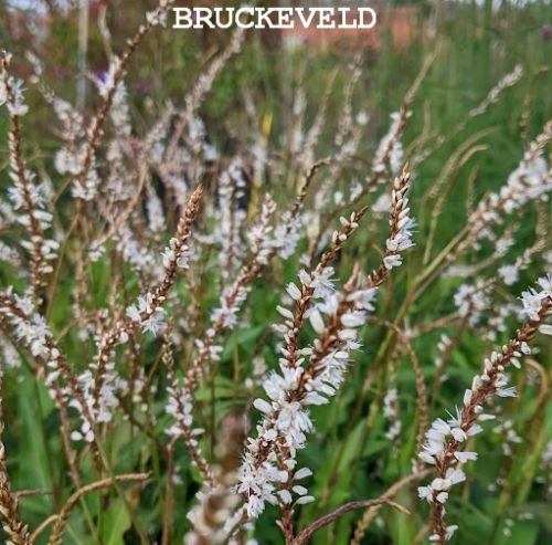 Persicaria amp. 'White Eastfield'