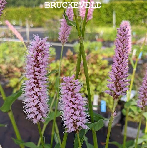 Persicaria bistorta