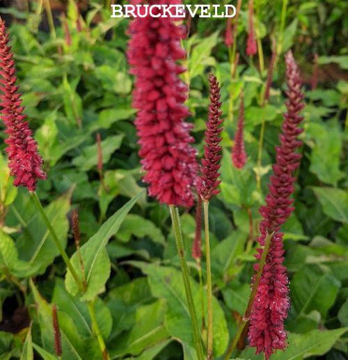 Persicaria amp. 'Blackfield' PBR