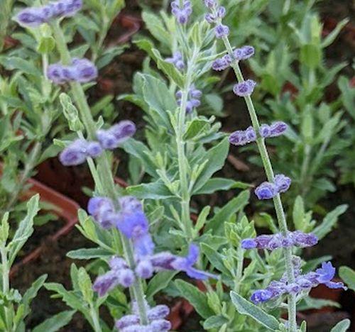 Perovskia atr. 'Blue Spire'