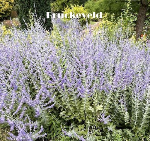 Perovskia atr. 'Blue Spire'