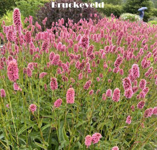 Persicaria bistorta ssp. carnea