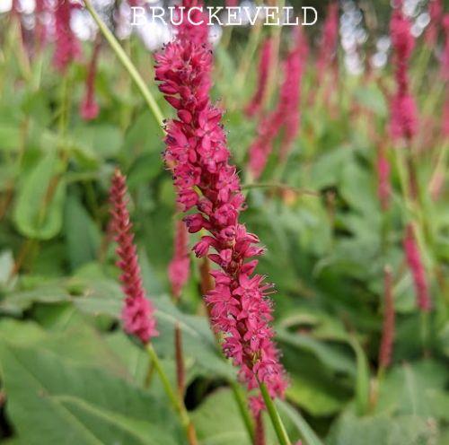 Persicaria amp. 'Firedance'