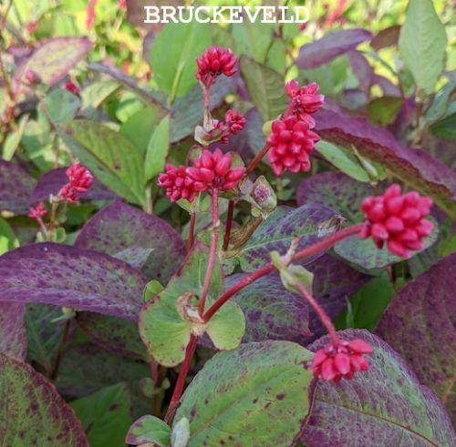 Persicaria 'Indian Summer'
