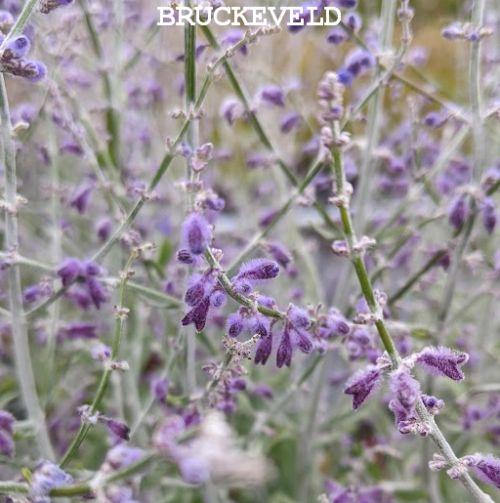 Perovskia atr. 'Little Spire' PBR