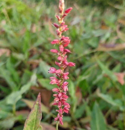 Persicaria amp. 'Orange Field' PBR
