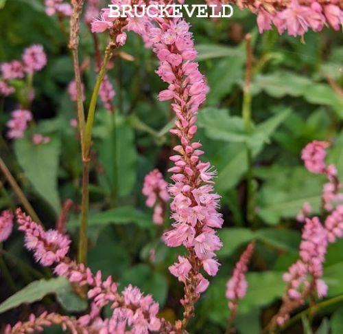Persicaria amp. 'Pink Elephant' 'PBR