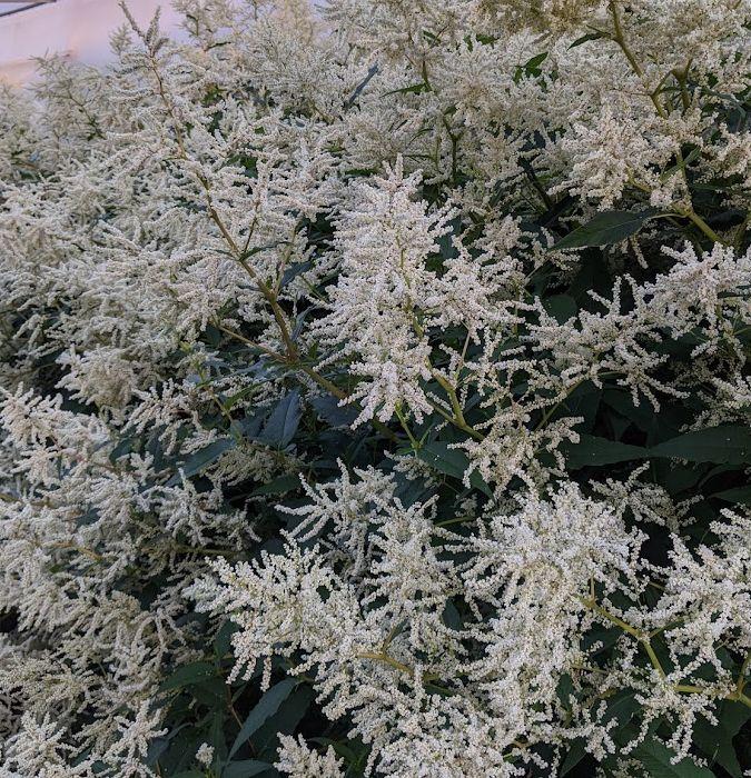 Persicaria polymorpha