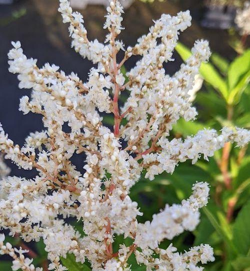 Persicaria polymorpha
