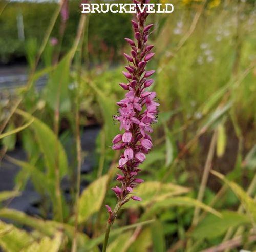 Persicaria amp. 'Rowden Gem'