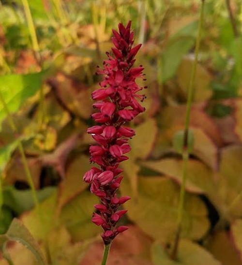 Persicaria amp. 'Summerdance'