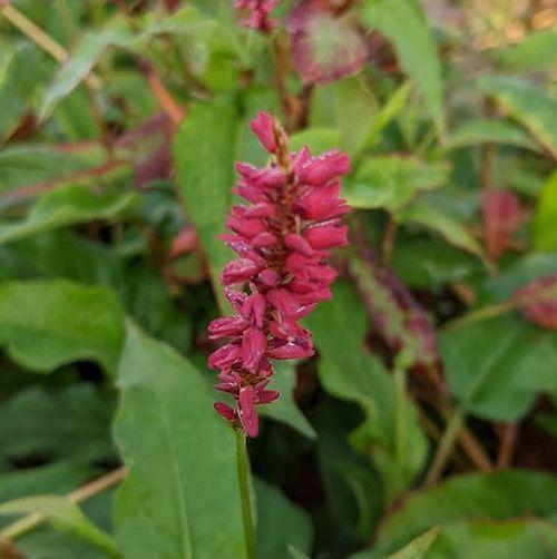 Persicaria amp. 'Taurus'