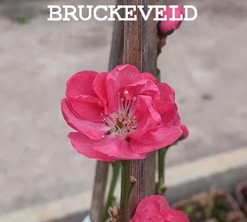 PERZIK  Prunus persica 'Terute Beni'