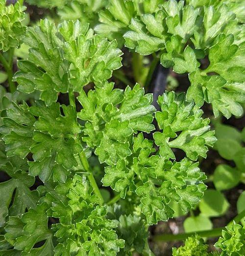 Petroselinum crispum krulpeterselie/ persil frisé