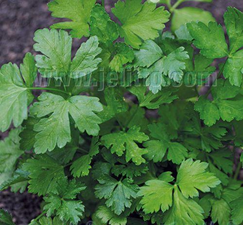 Petroselinum cri. neapolitanum  BLADPETERSELIE