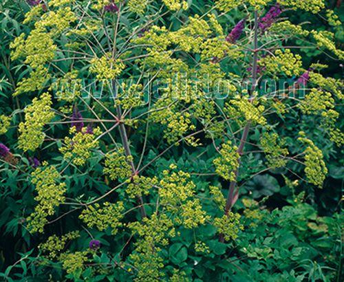 Peucedanum verticillare