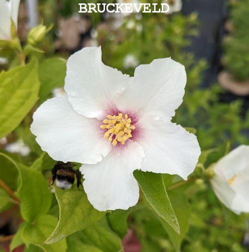 Philadelphus 'Belle Etoile'