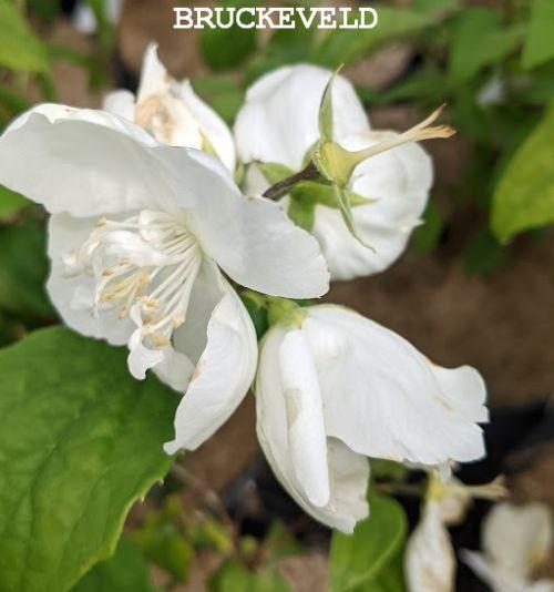 Philadelphus 'Virginal'