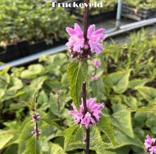 Phlomis tuberosa 'Amazone'