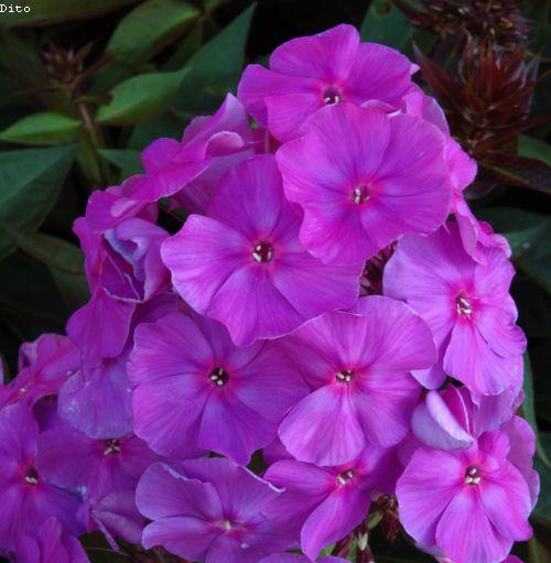 Phlox Pan. 'Amethyst'