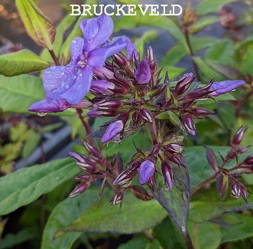 Phlox Pan. 'Blue Boy'