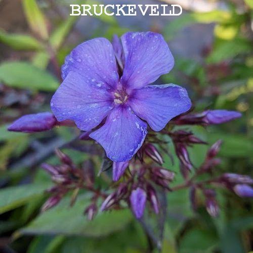 Phlox Pan. 'Blue Boy'