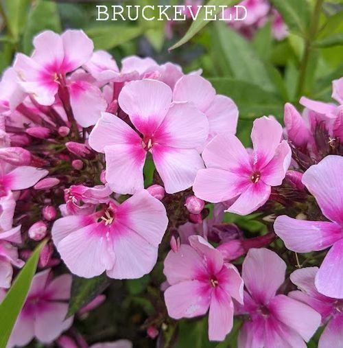 Phlox Pan. 'Bright Eyes'