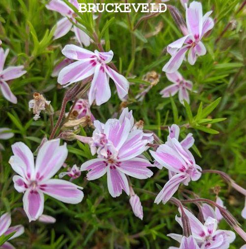 Phlox Sub. 'Candy Stripes' (Mikado)
