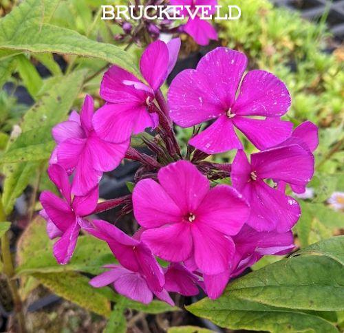 Phlox Pan. 'Düsterlohe'