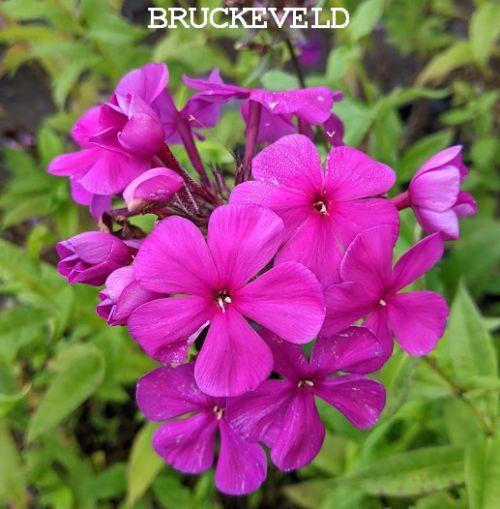 Phlox Pan. 'Düsterlohe'