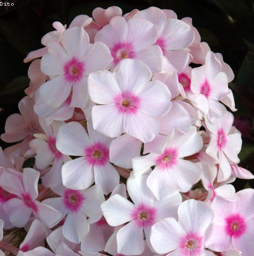 Phlox Pan. 'Graf Zeppelin'