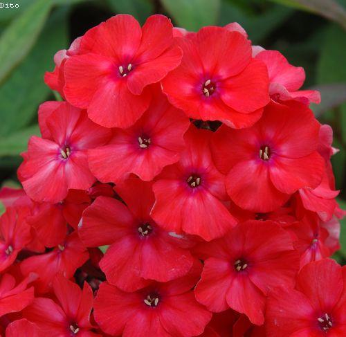 Phlox Pan. 'Orange Perfection'