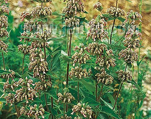 Phlomis samia