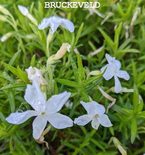 Phlox Sub. 'White Delight'