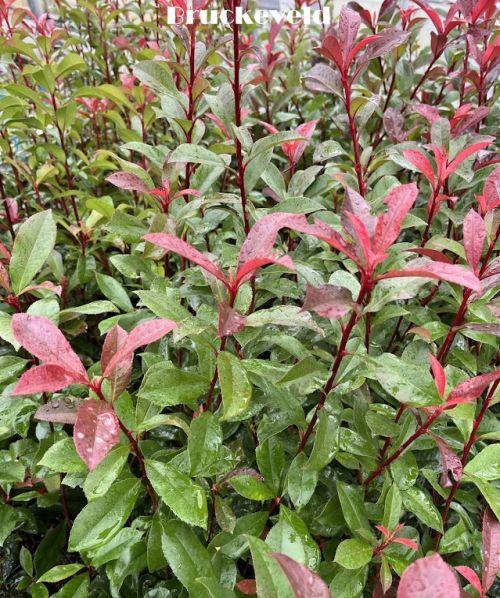 Photinia fraseri 'Carré Rouge' (Mandarino)