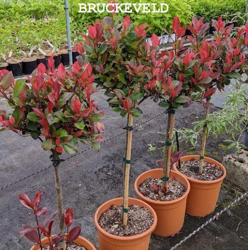 Photinia fraseri 'Carré Rouge' halfstam (Mandarino)