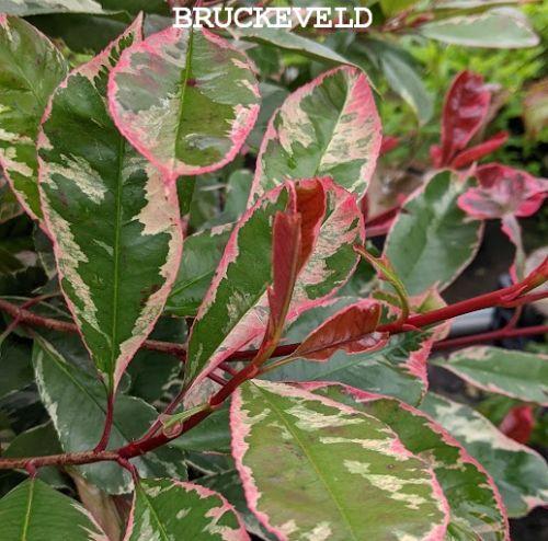 Photinia fraseri   'Louise'