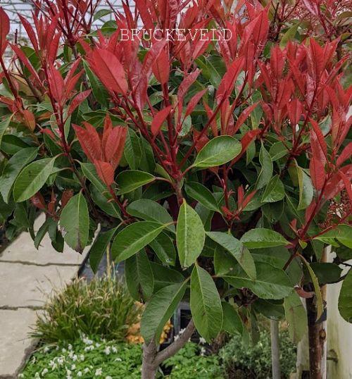 Photinia fraseri 'Red Robin' stam