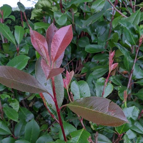 Photinia fraseri 'Red Robin'
