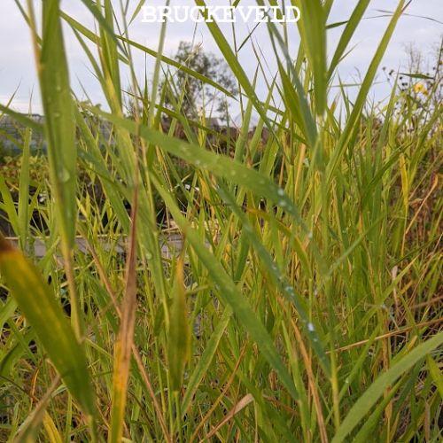 Phragmites australis