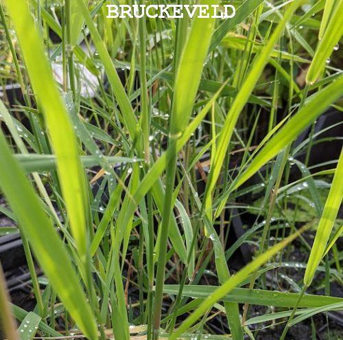 Phragmites australis