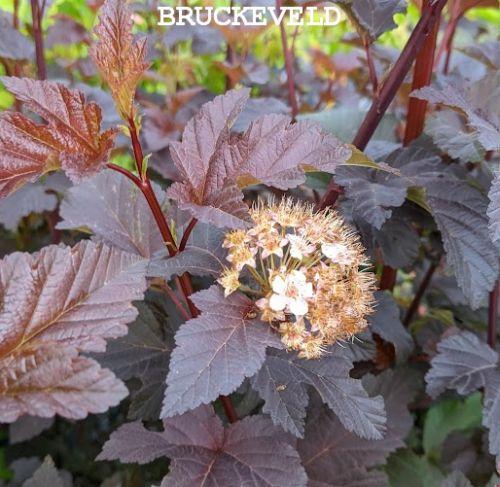 Physocarpus opulif. 'Diabolo' ®