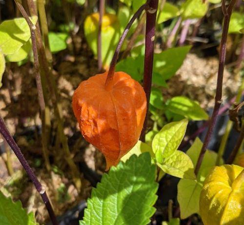 Physalis alkekengi var. franchetii