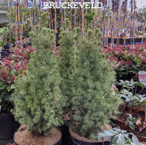 Picea glauca 'Conica'