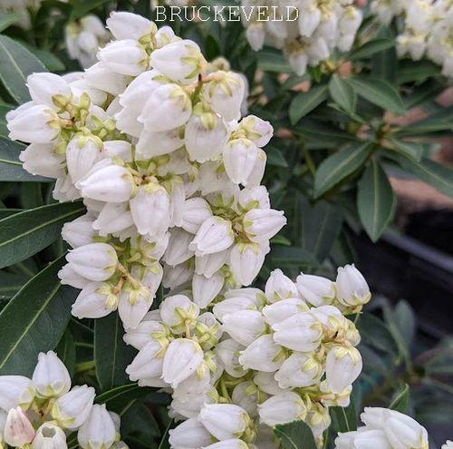 Pieris jap. 'Debutante'