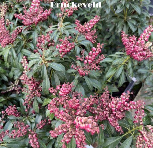 Pieris jap. 'Passion'