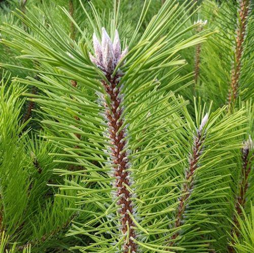 Pinus nigra nigra