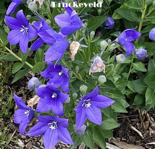 Platycodon gran. 'Fuji Blue'
