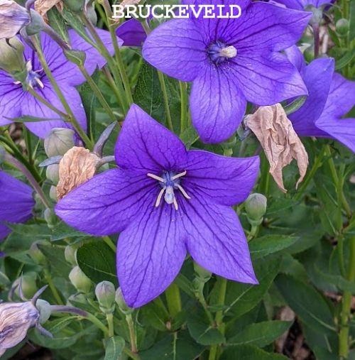 Platycodon gran. 'Fuji Blue'